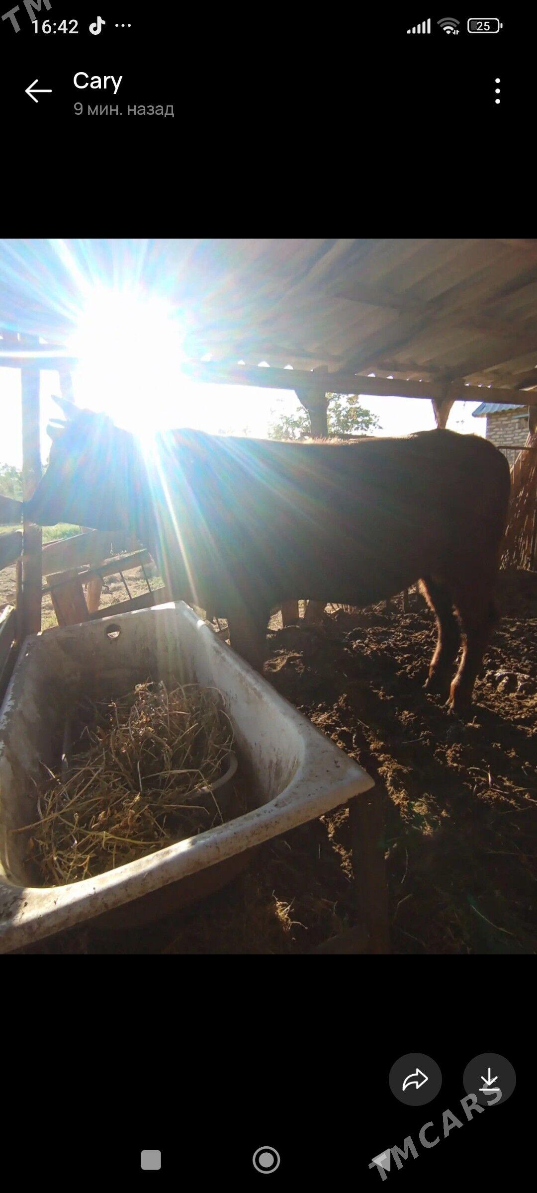 Okuzce - Mary - img 3