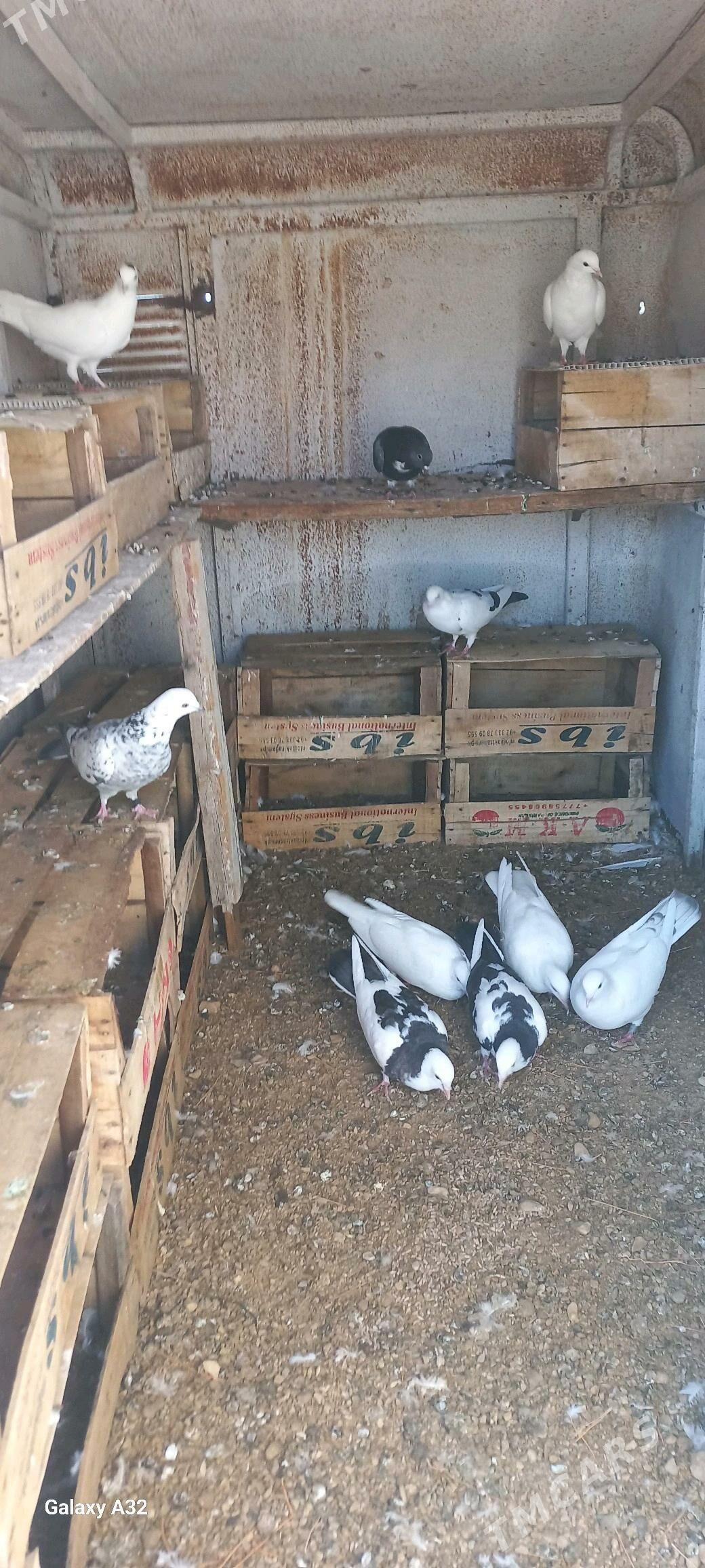 Kepderi - Balkanabat - img 2