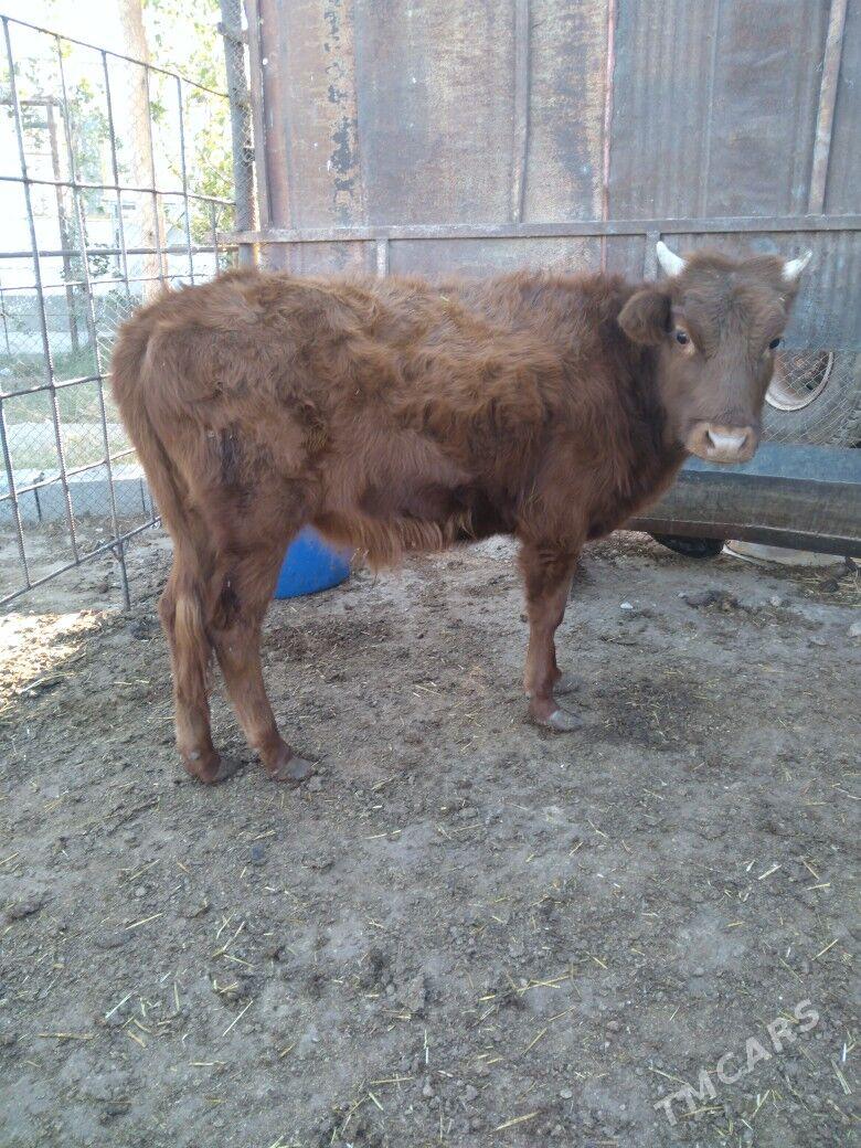 Okuzceler - Balkanabat - img 3