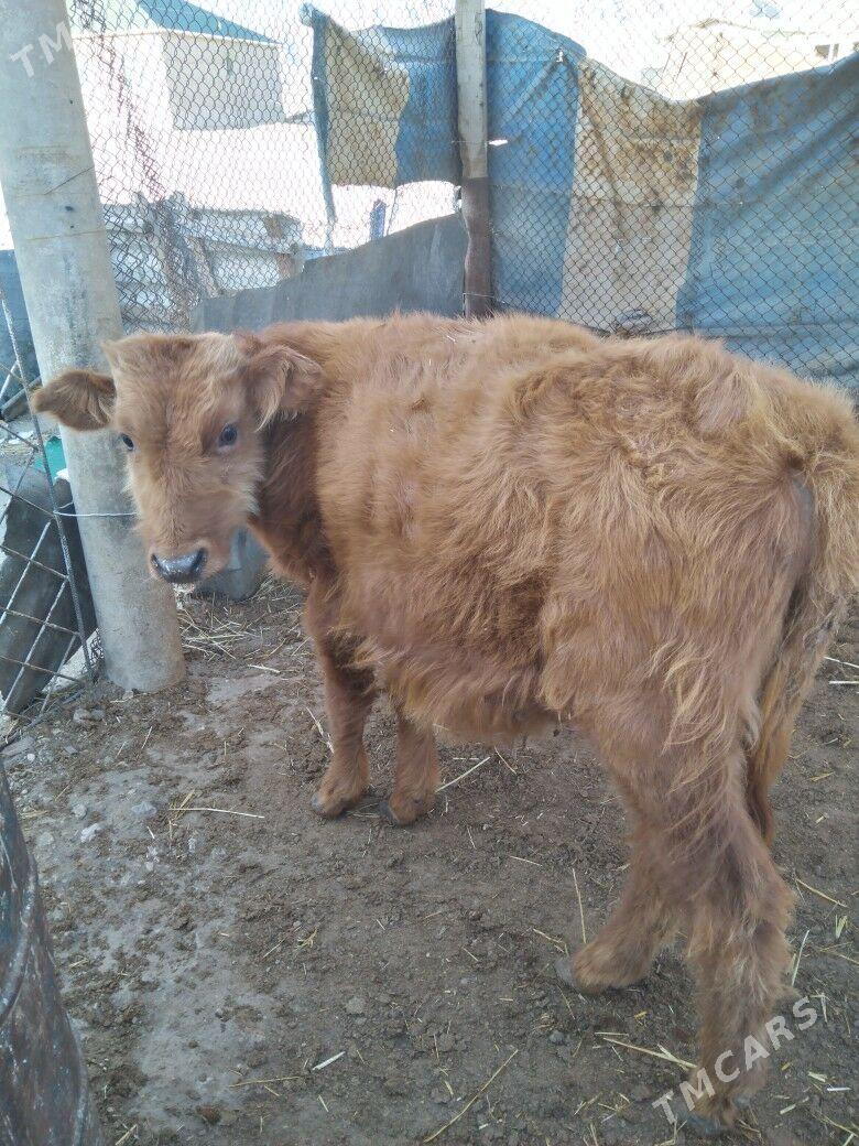 Okuzceler - Balkanabat - img 2