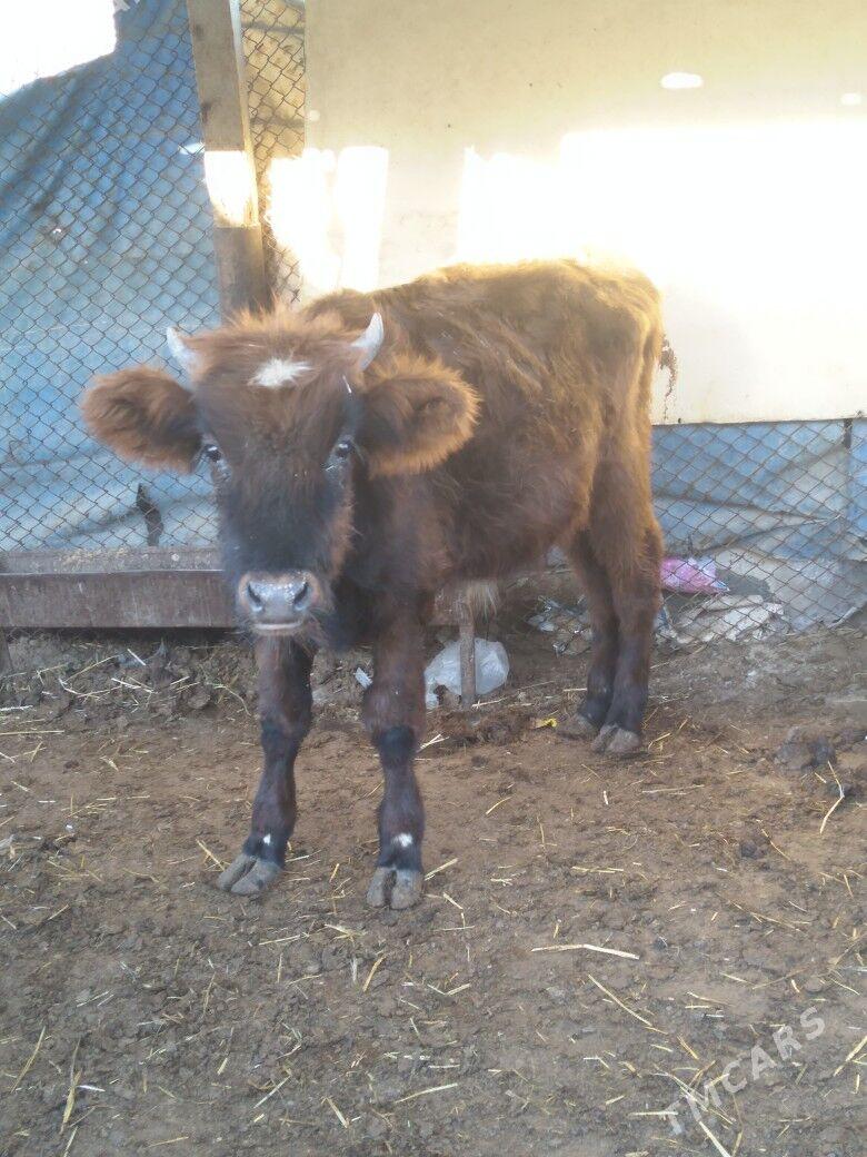 Okuzceler - Balkanabat - img 4