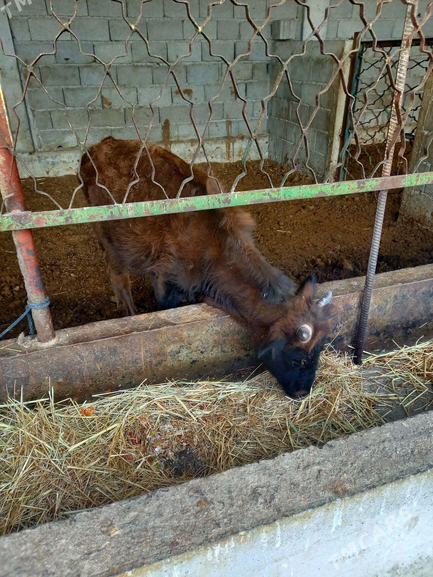 okuz - Gökdepe - img 4