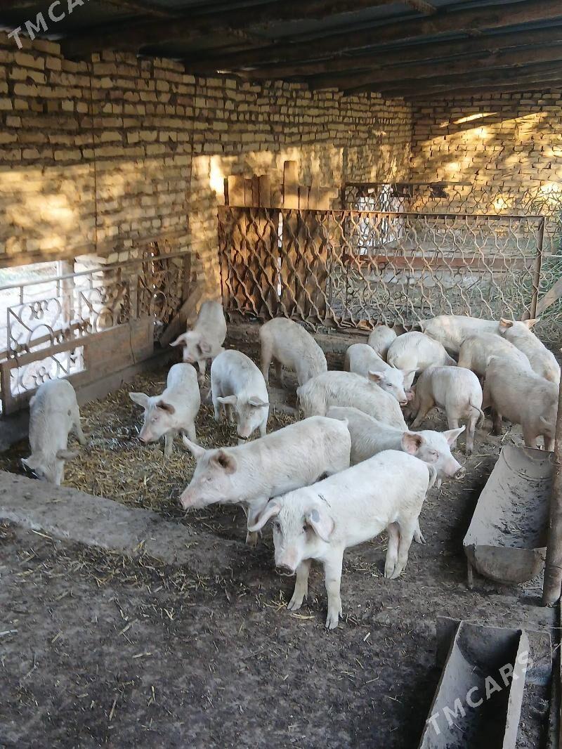 donuz - Чарджоу - img 3