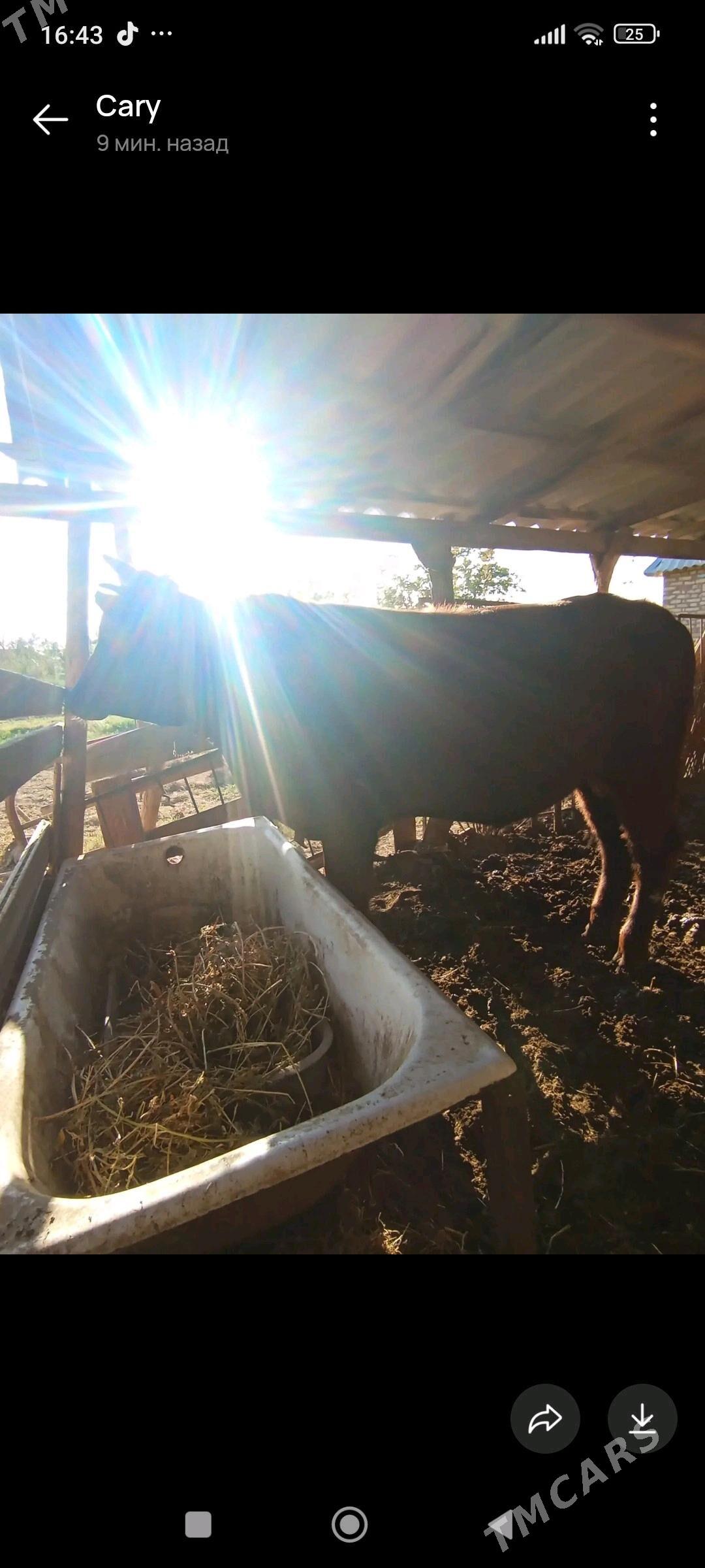 Okuzce - Mary - img 1