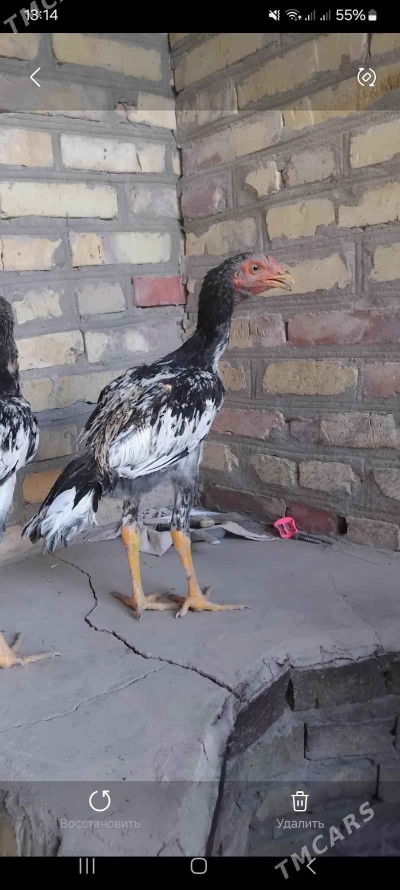 horaz - Hojambaz - img 2