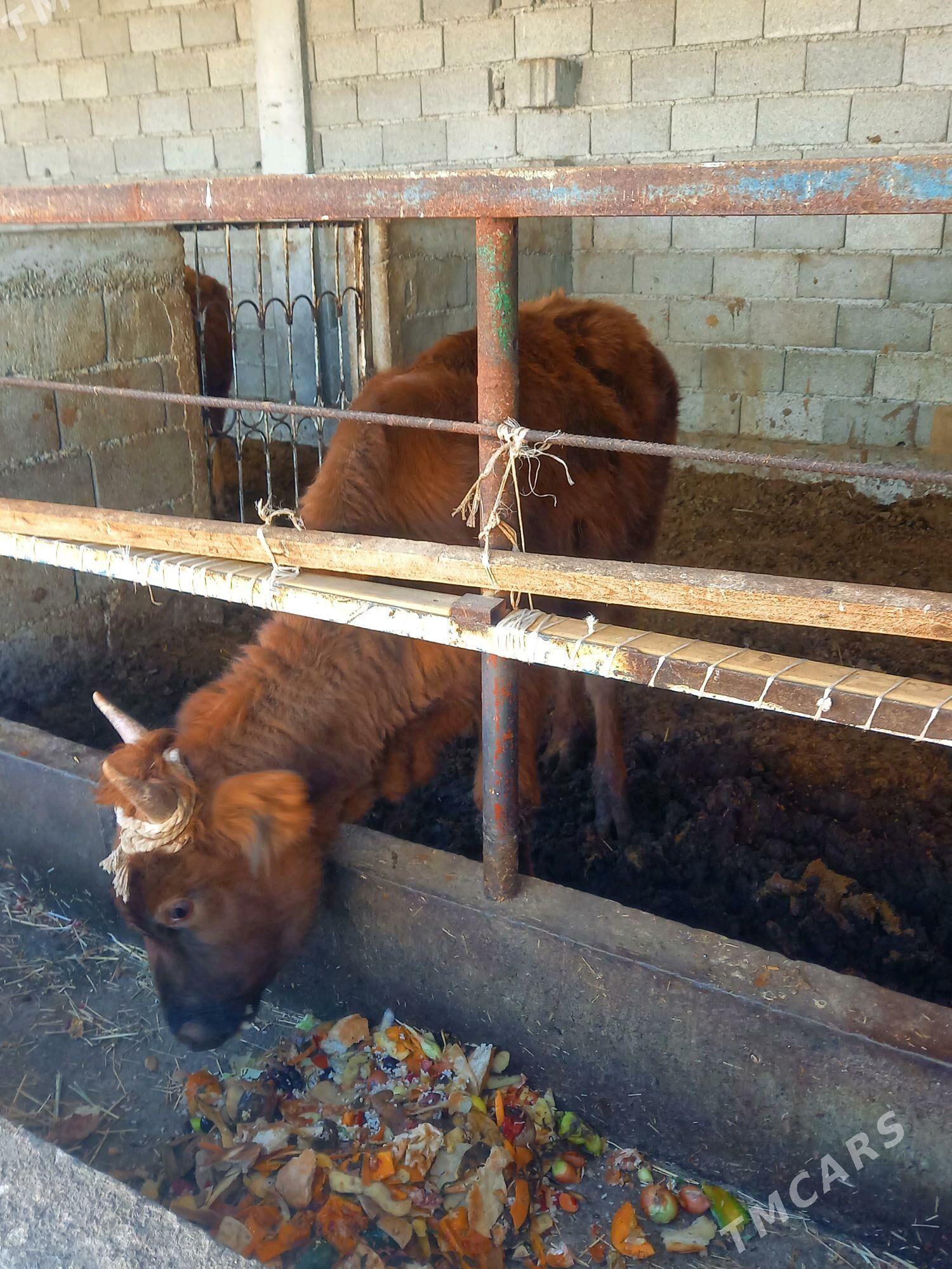 okuz - Gökdepe - img 5