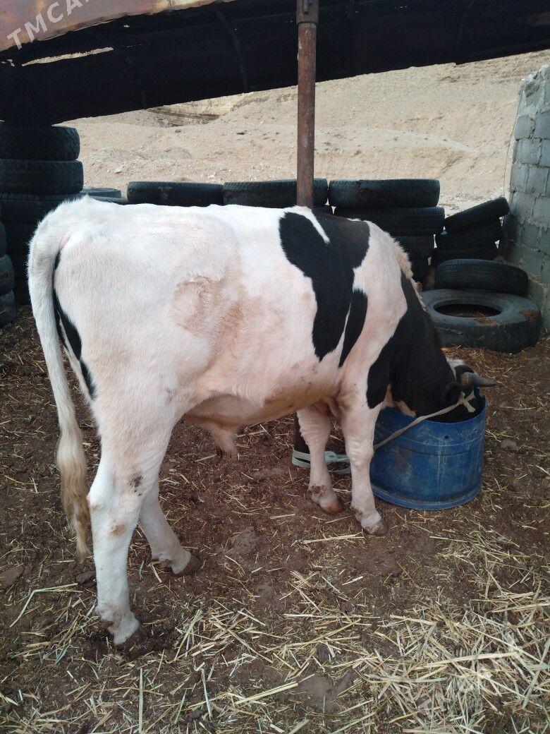 Galısdeyın okuz - Балканабат - img 2