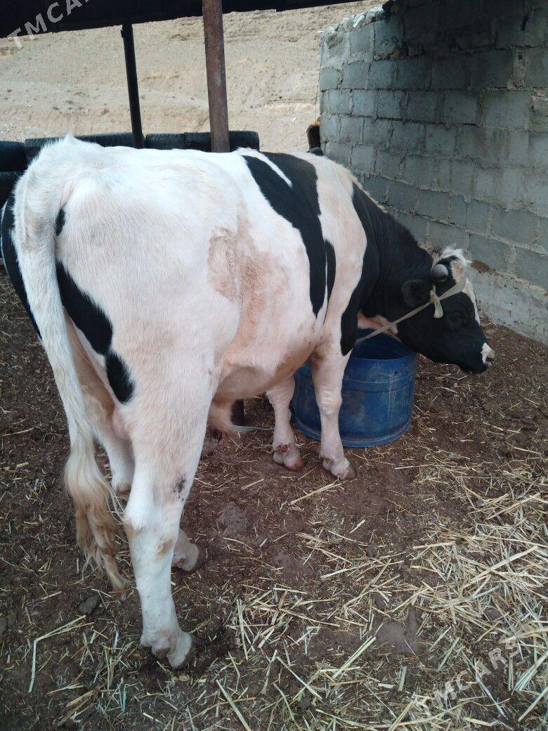 Galısdeyın okuz - Балканабат - img 4