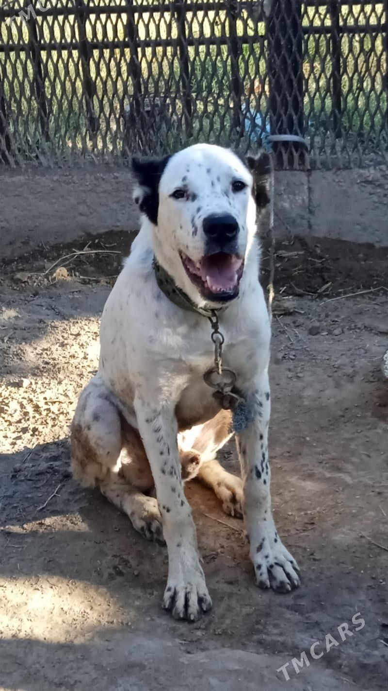 SHERIF - Газаджак - img 2