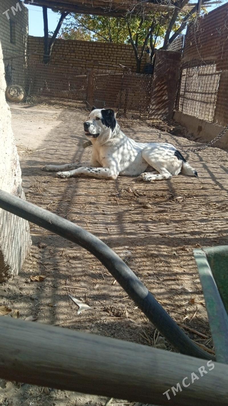 SHERIF - Газаджак - img 1