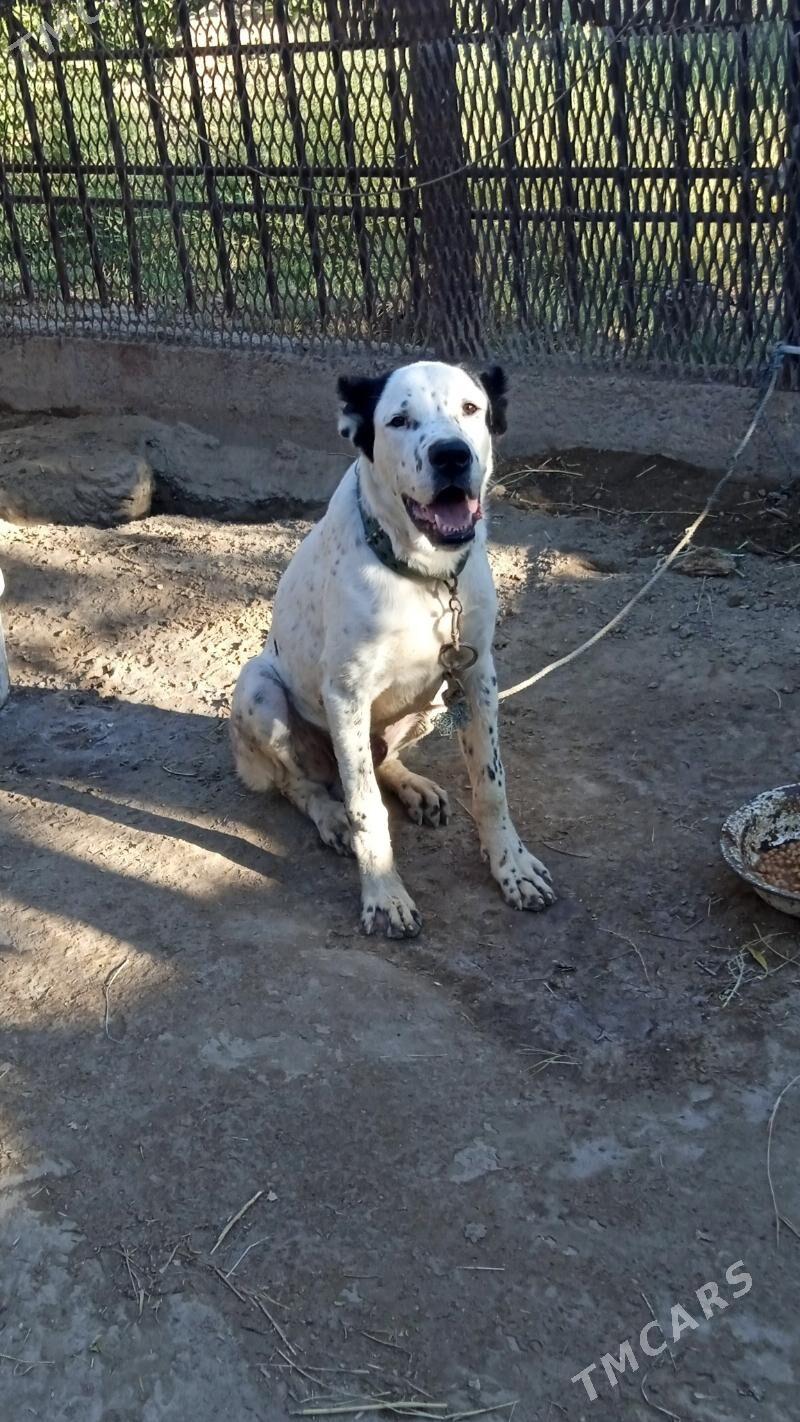 SHERIF - Газаджак - img 3