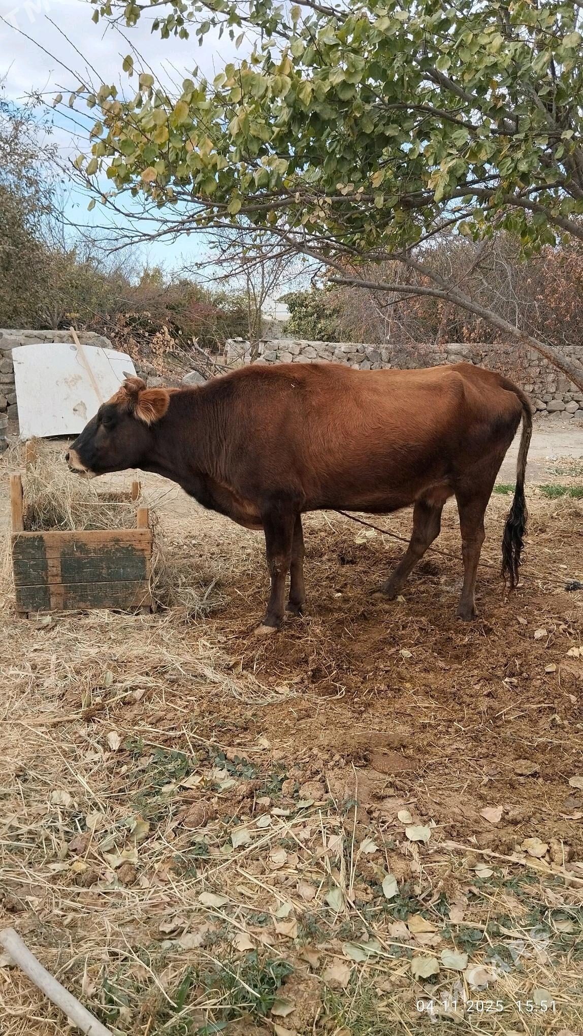 сыгыр - Бахарден - img 2