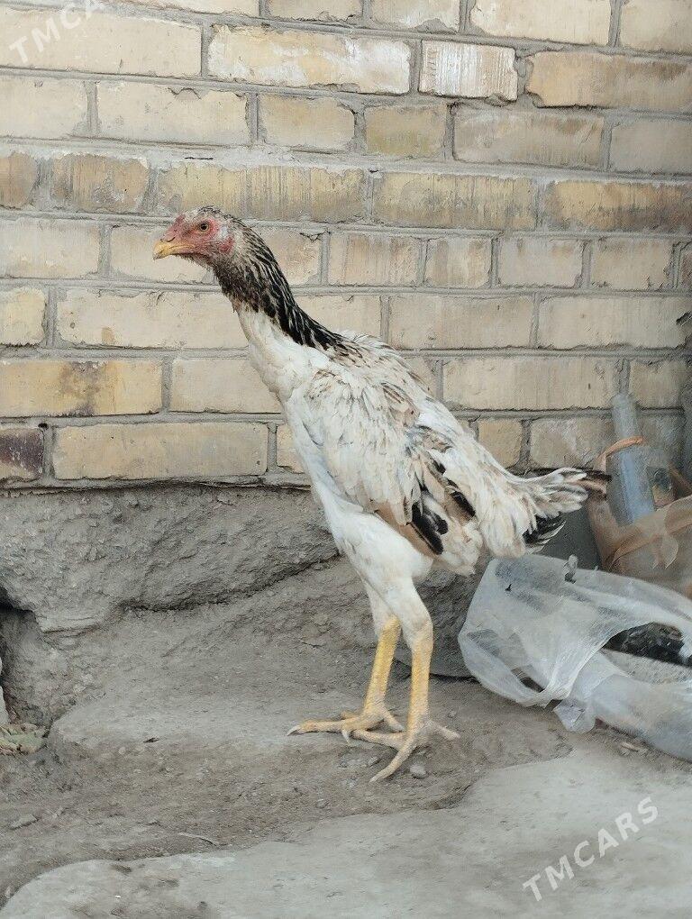 baysow towuk - Туркменабат - img 1