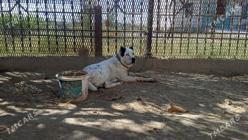 SHERIF - Газаджак - img 4