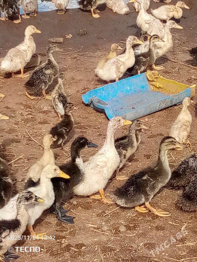 ördek jüýje ýaşylbaş - Каракумский этрап - img 6