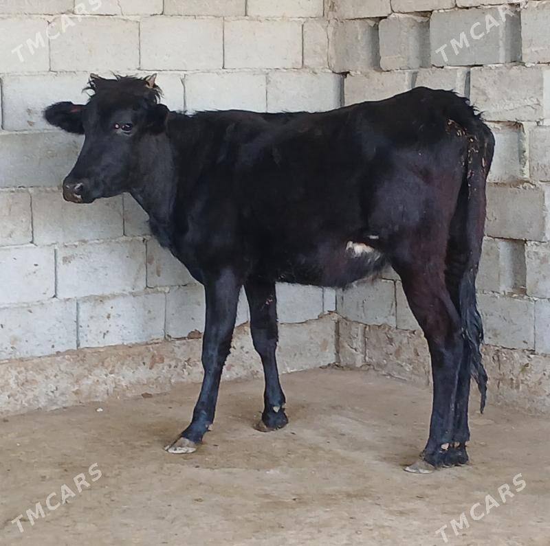 bogaz tuwe - Херрикгала - img 7