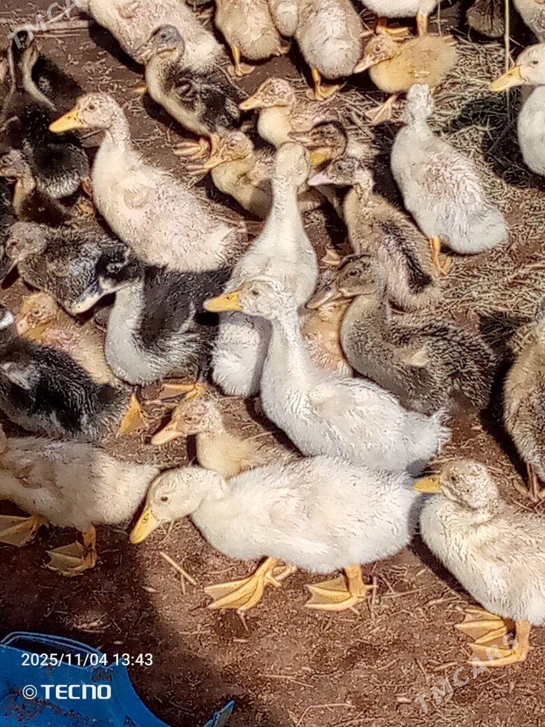 ördek jüýje ýaşylbaş - Каракумский этрап - img 3