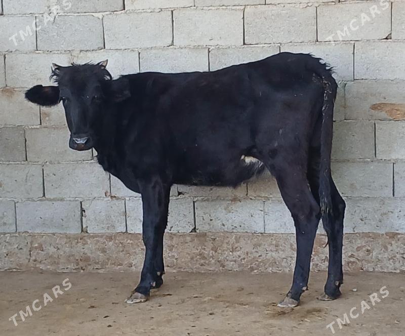 bogaz tuwe - Херрикгала - img 5