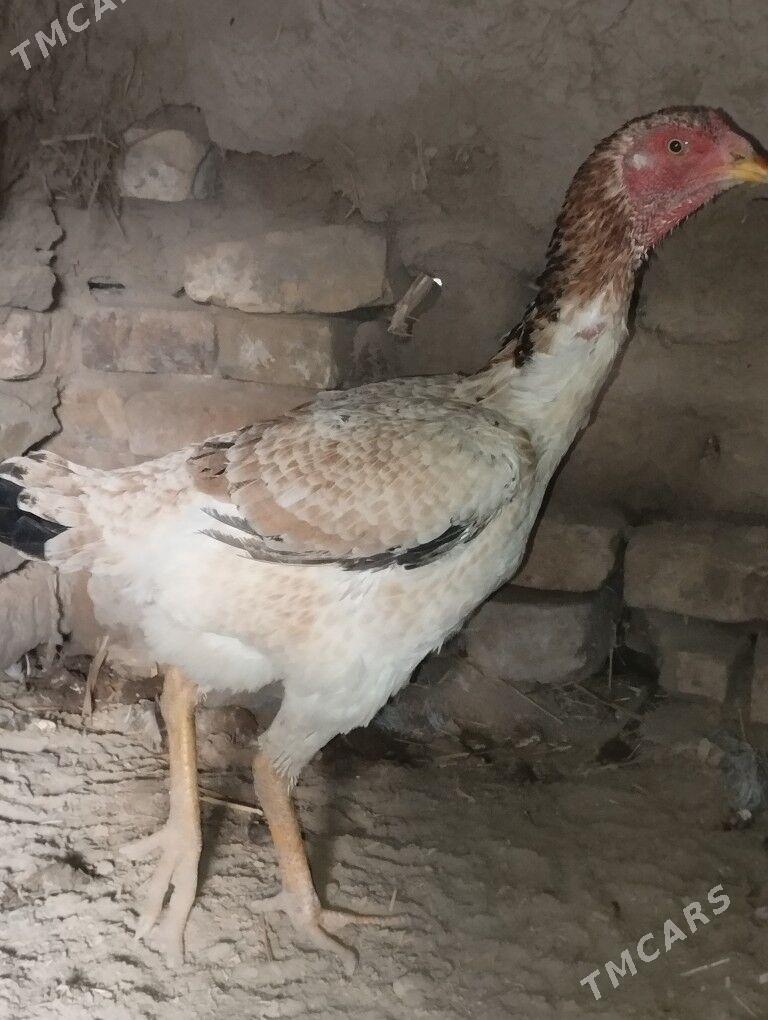 baysow towuk - Туркменабат - img 4