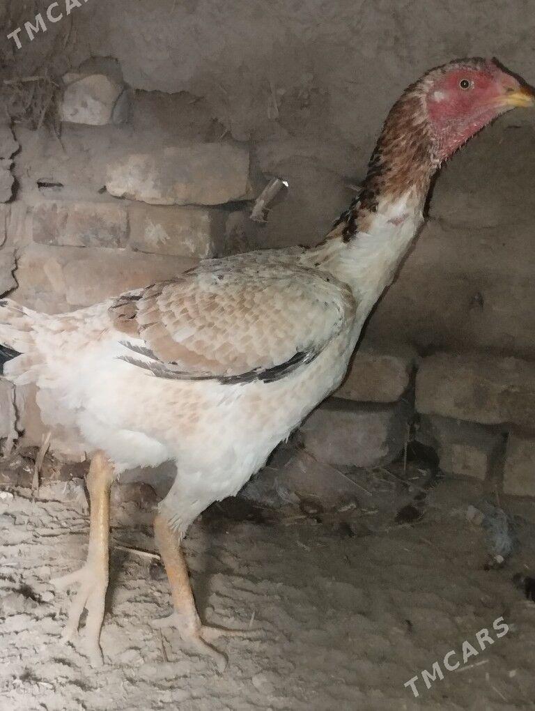 baysow towuk - Туркменабат - img 3