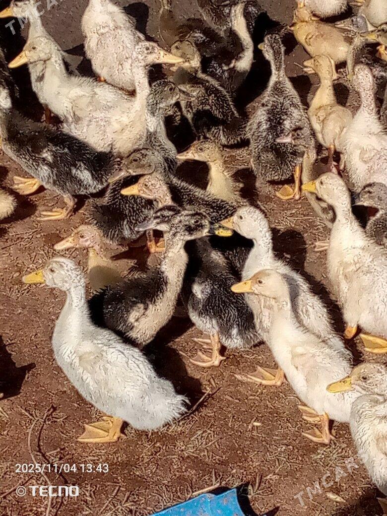 ördek jüýje ýaşylbaş - Каракумский этрап - img 4