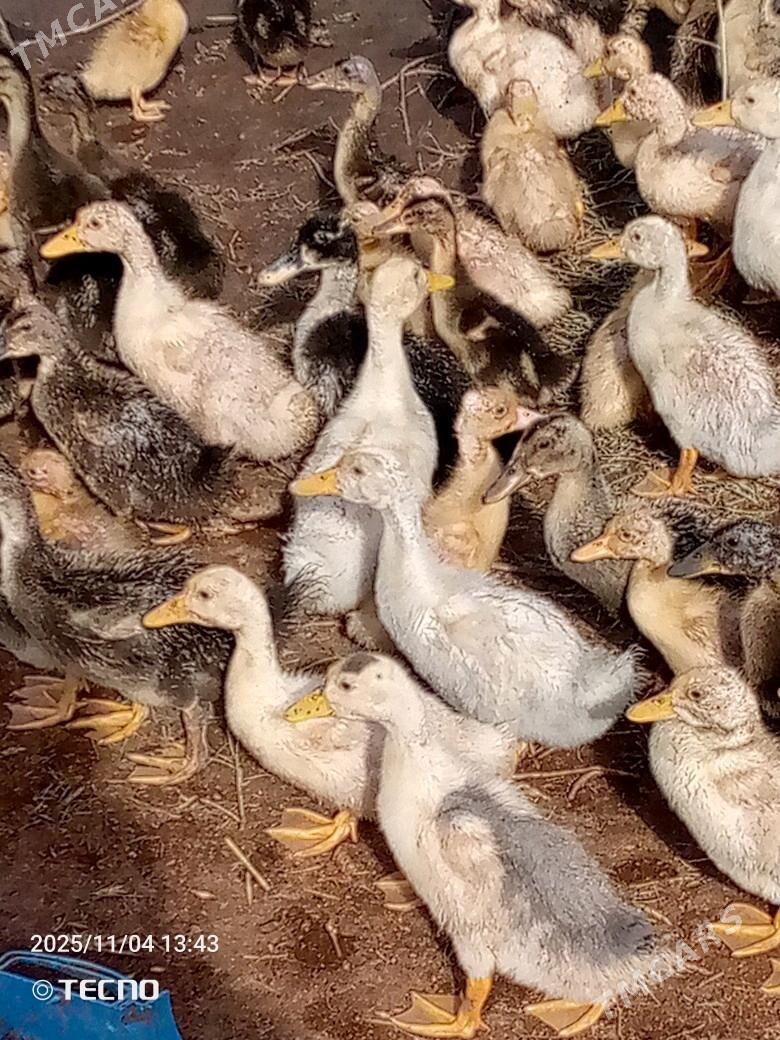 ördek jüýje ýaşylbaş - Каракумский этрап - img 5