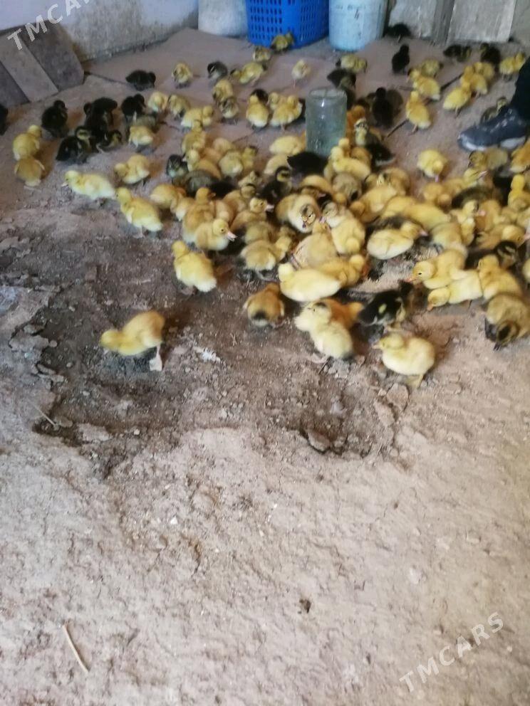 ordek gak gak - Bereket - img 2