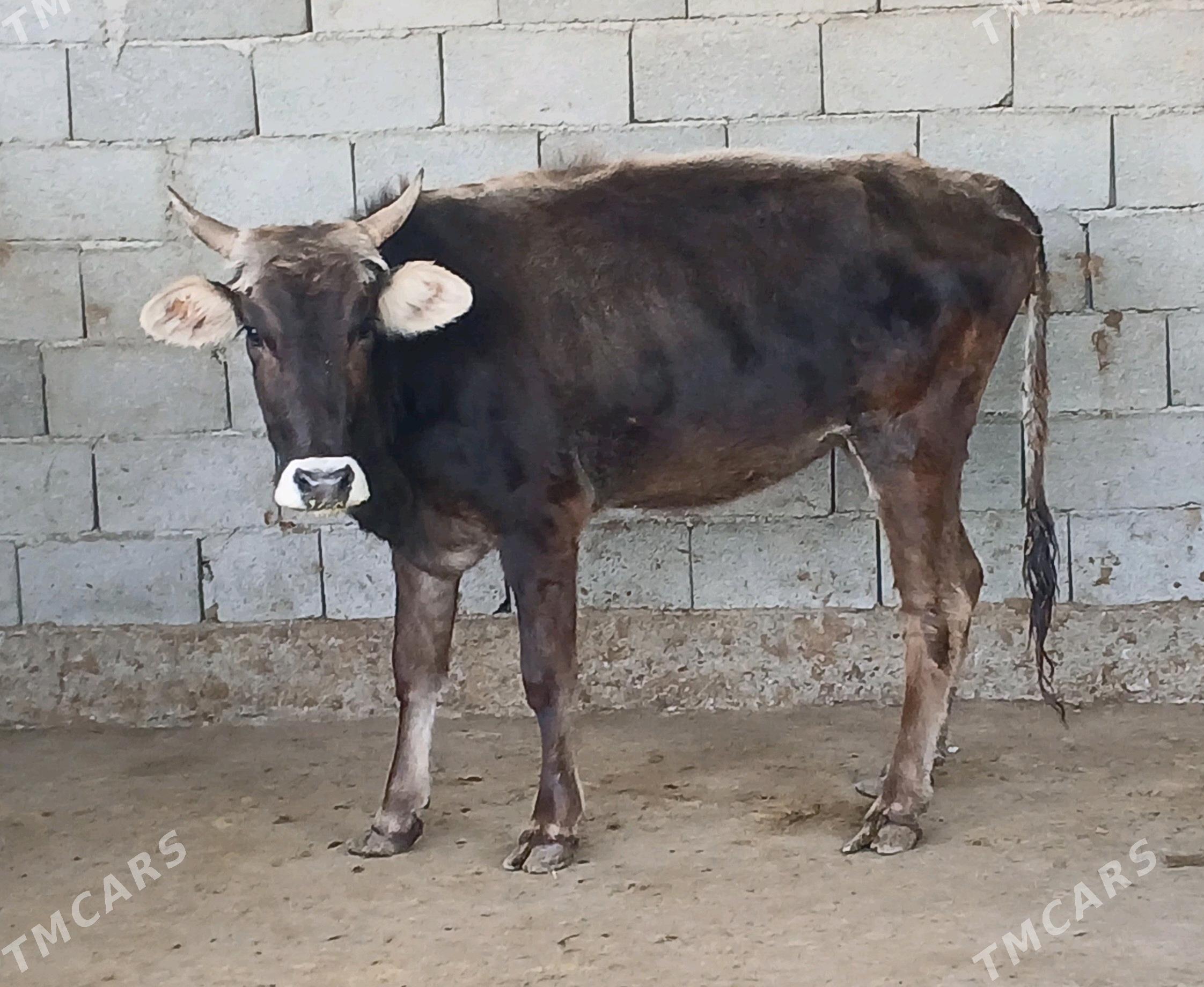 bogaz tuwe - Херрикгала - img 9