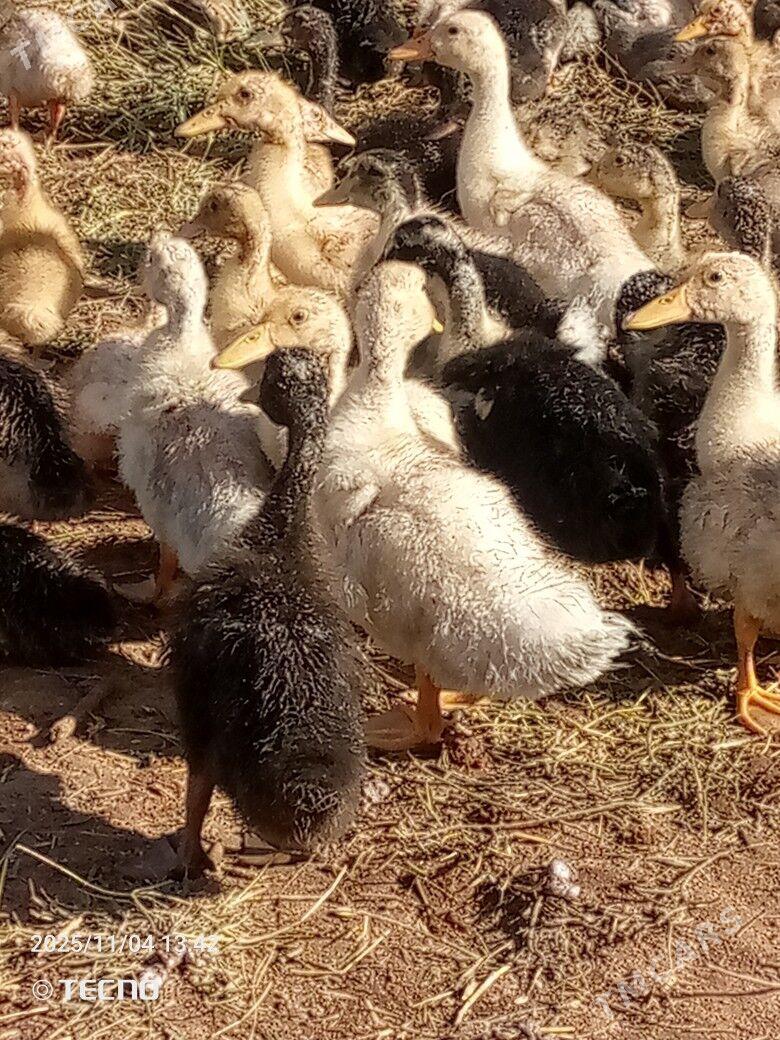 ördek jüýje ýaşylbaş - Каракумский этрап - img 1