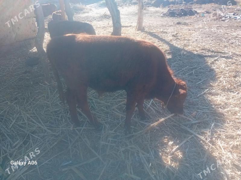 Okizce - Boldumsaz - img 3