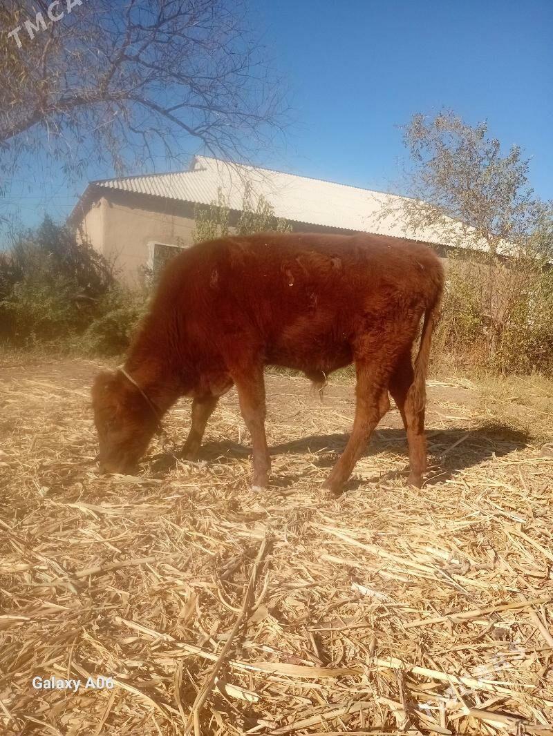 Okizce - Boldumsaz - img 2