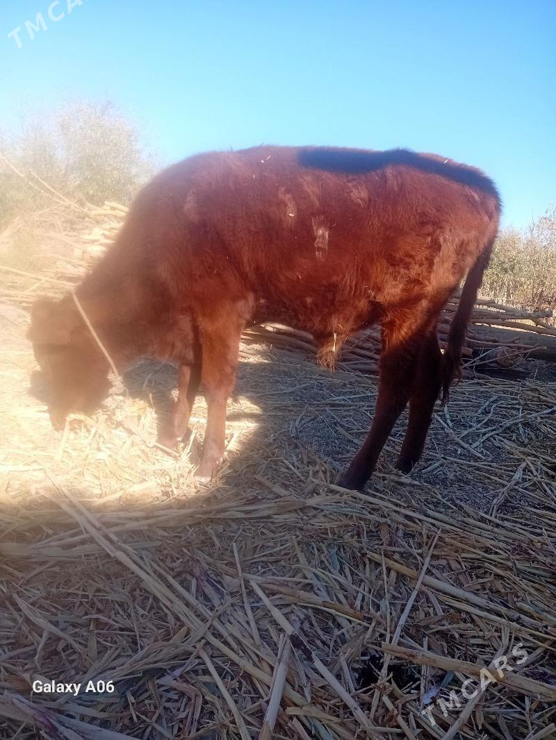 Okizce - Boldumsaz - img 1