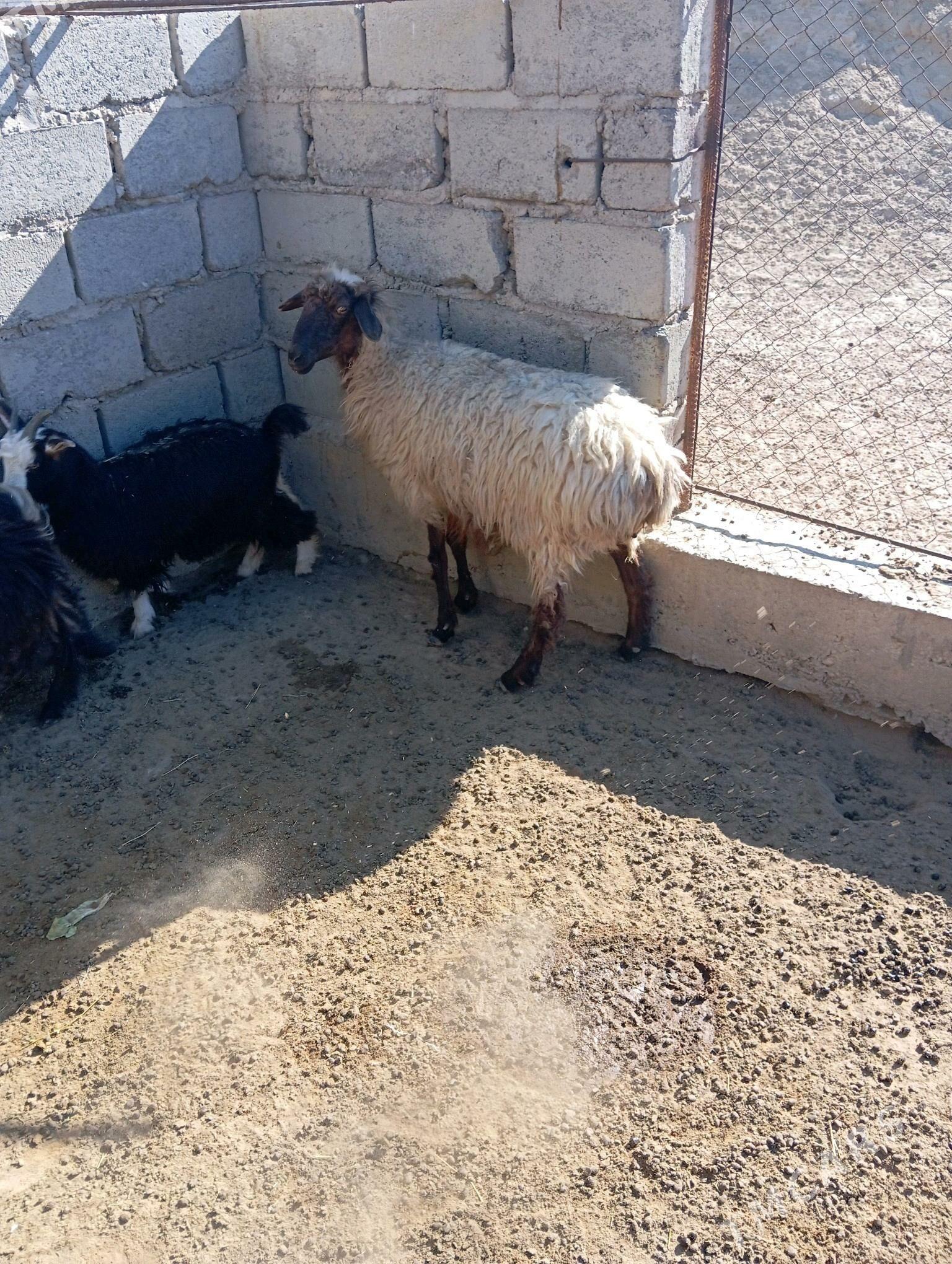 geci goyun cevis - Эсенгулы - img 2