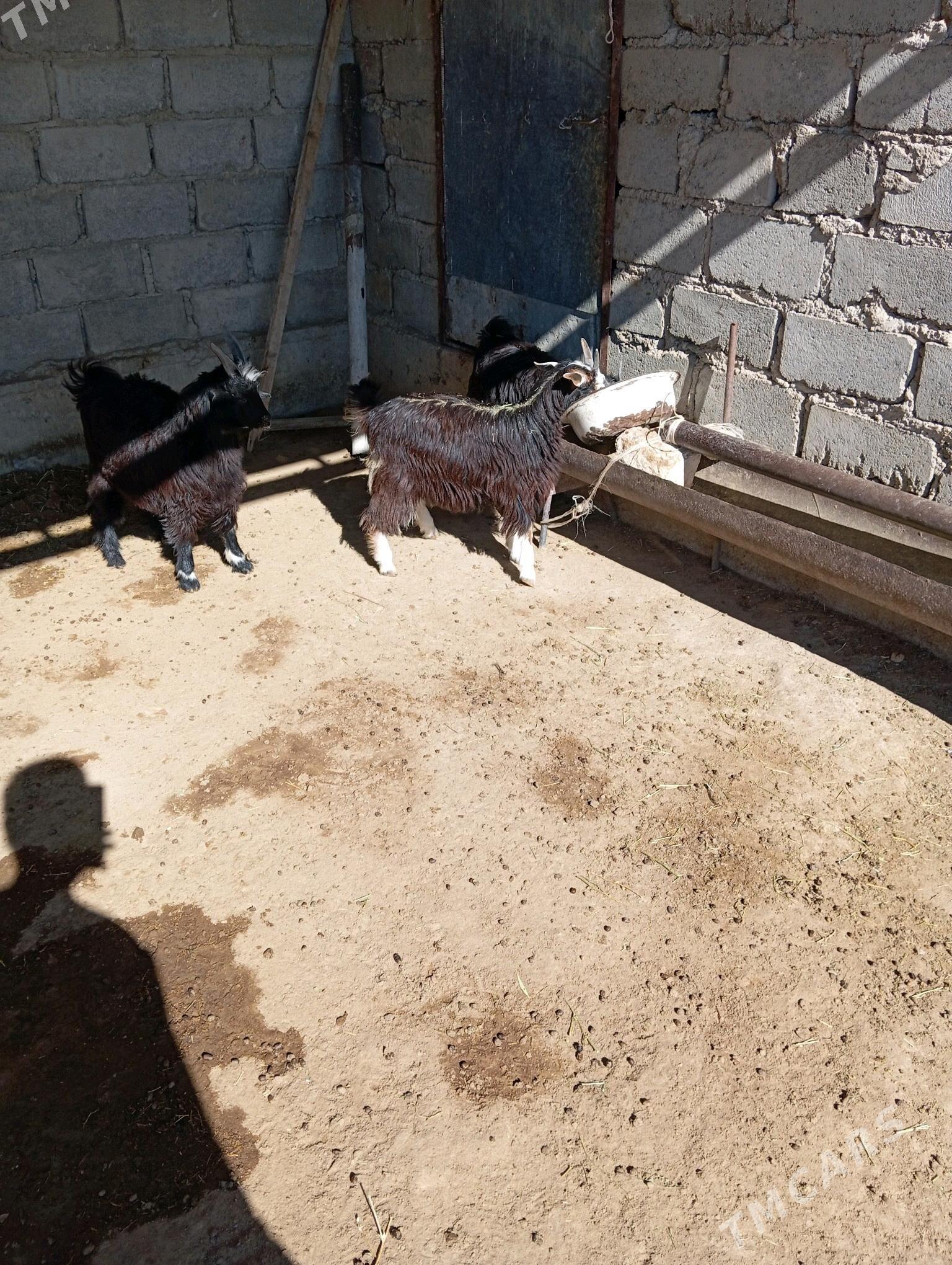 geci goyun cevis - Эсенгулы - img 3