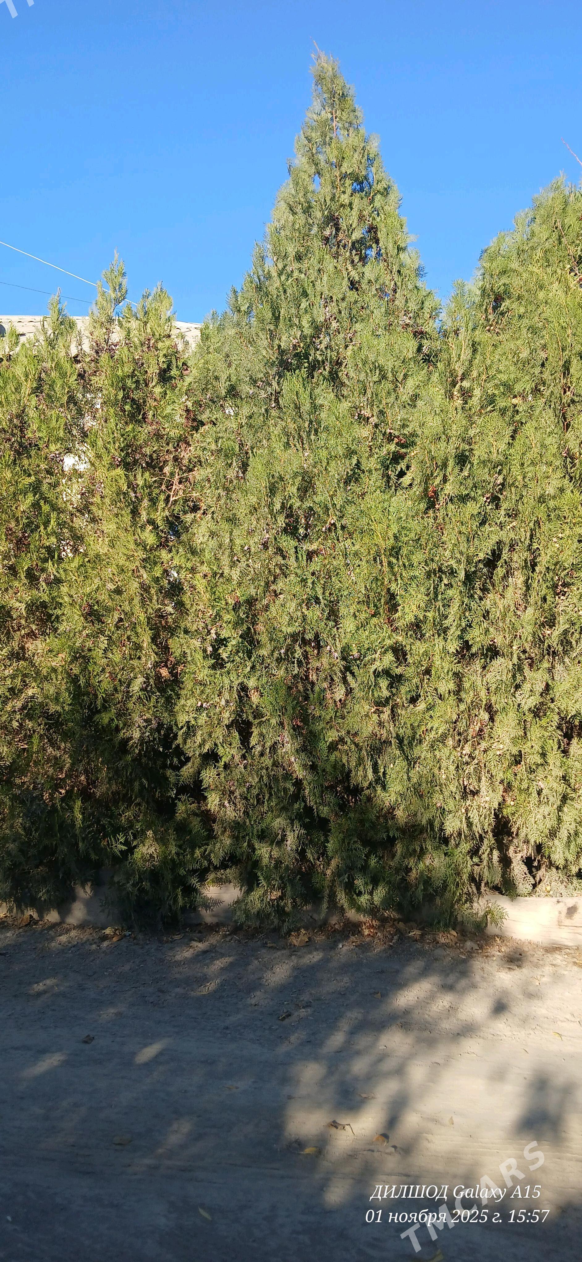 ýolka nahal - Şabat etr. - img 1