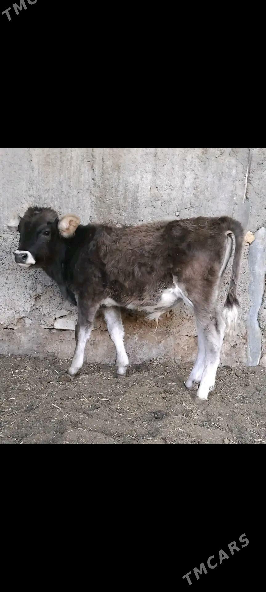 ŠWES OKUZ - Бузмеин - img 1