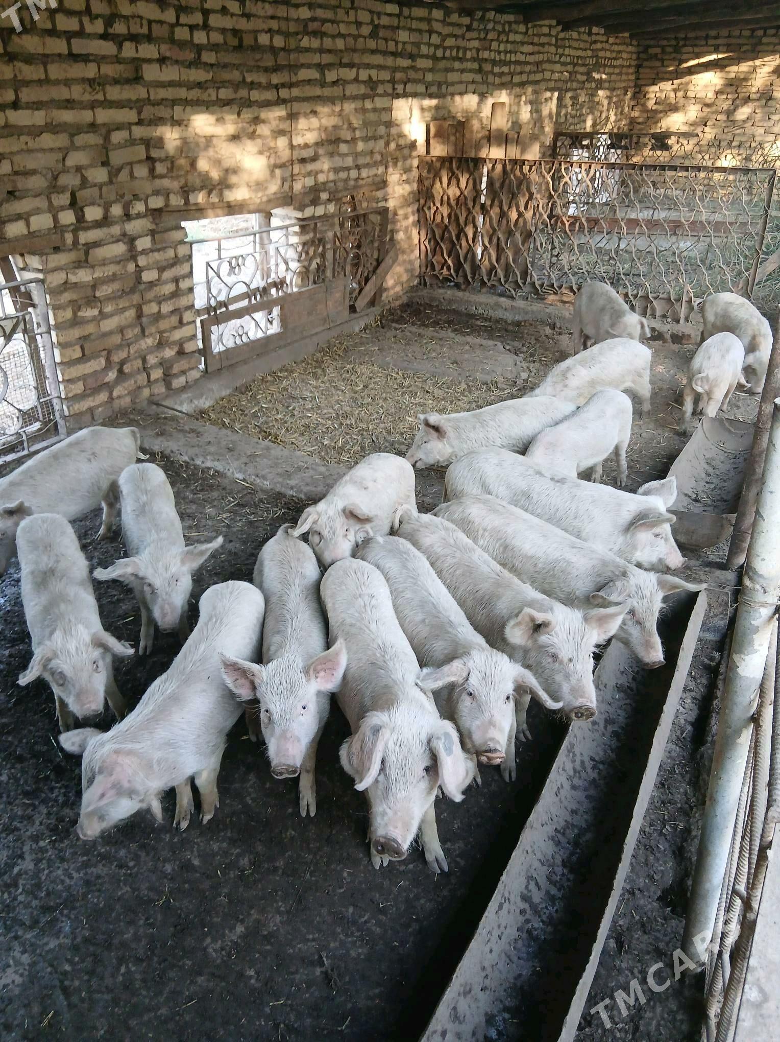 donuz - Чарджоу - img 2