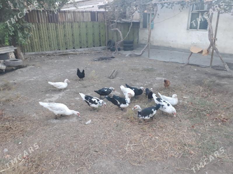 indowutka - Мары - img 3