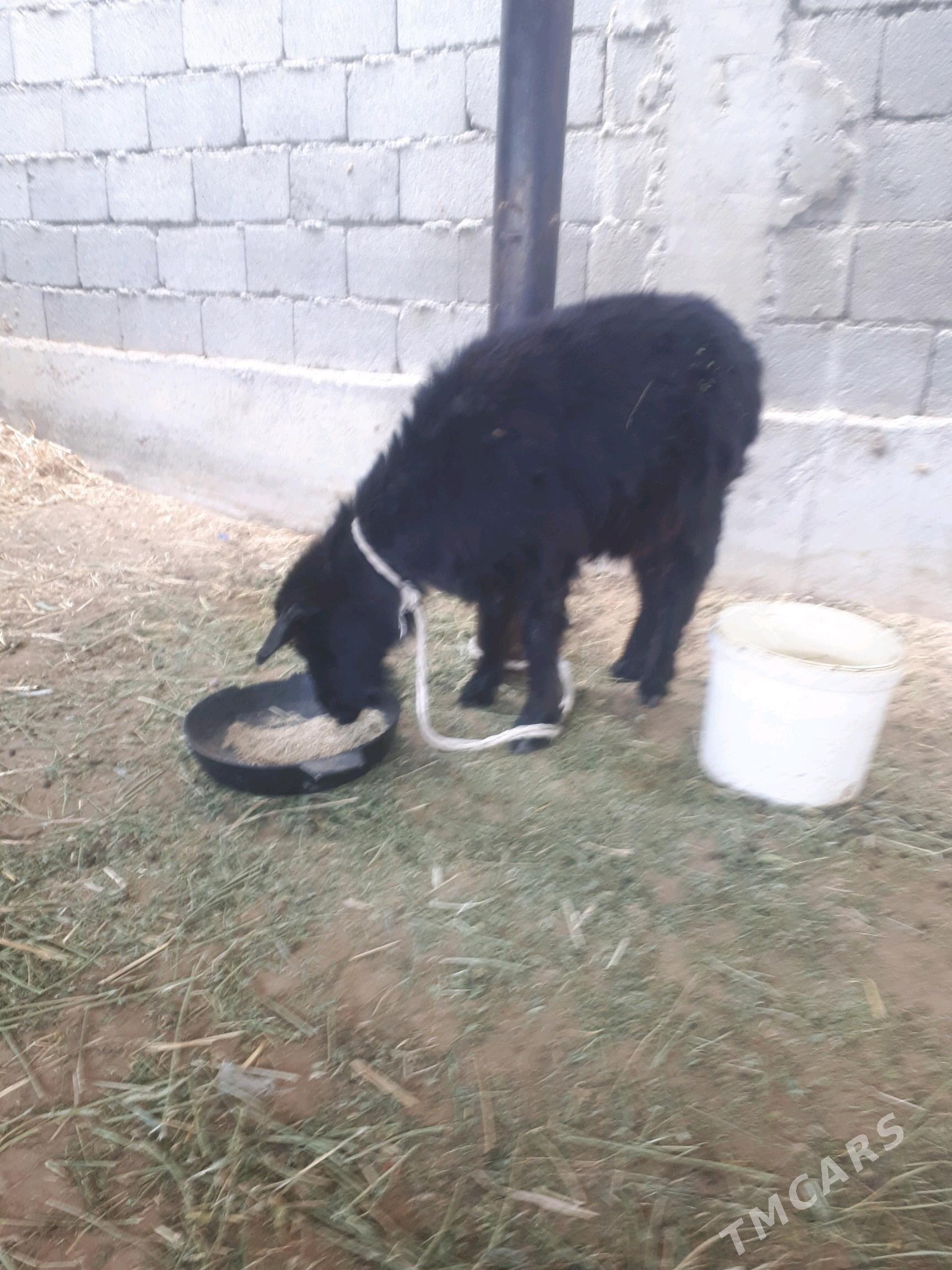 geçi - Бузмеин - img 3