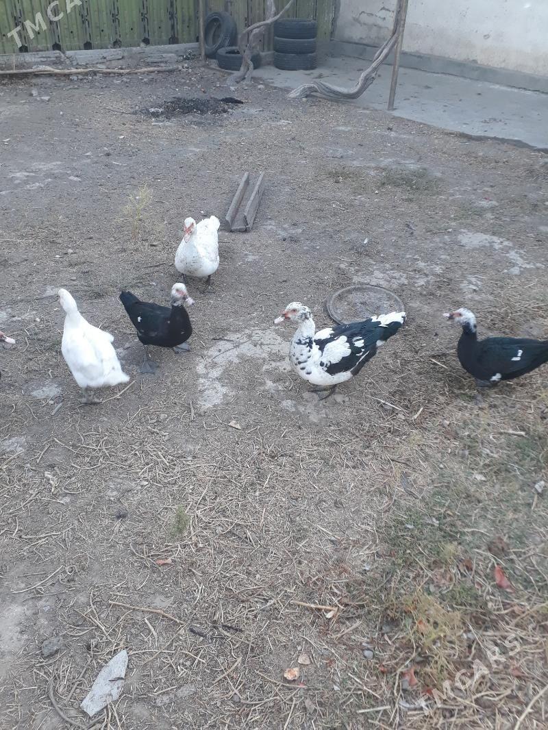 indowutka - Мары - img 7