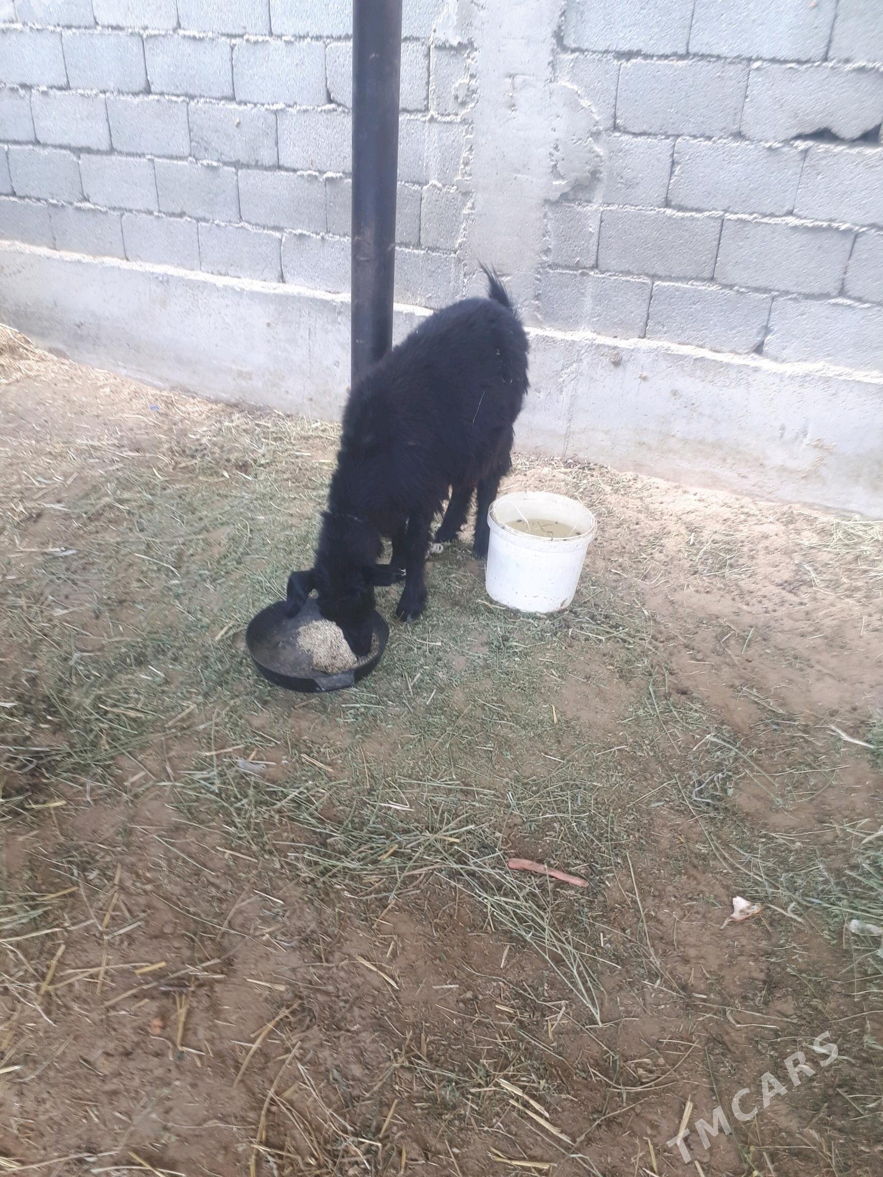 geçi - Бузмеин - img 2