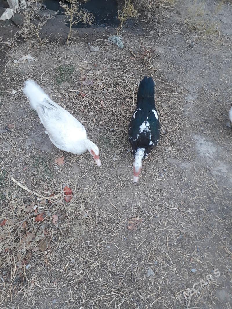 indowutka - Мары - img 6