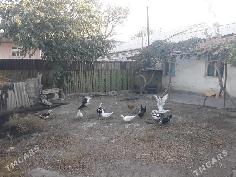 indowutka - Мары - img 8