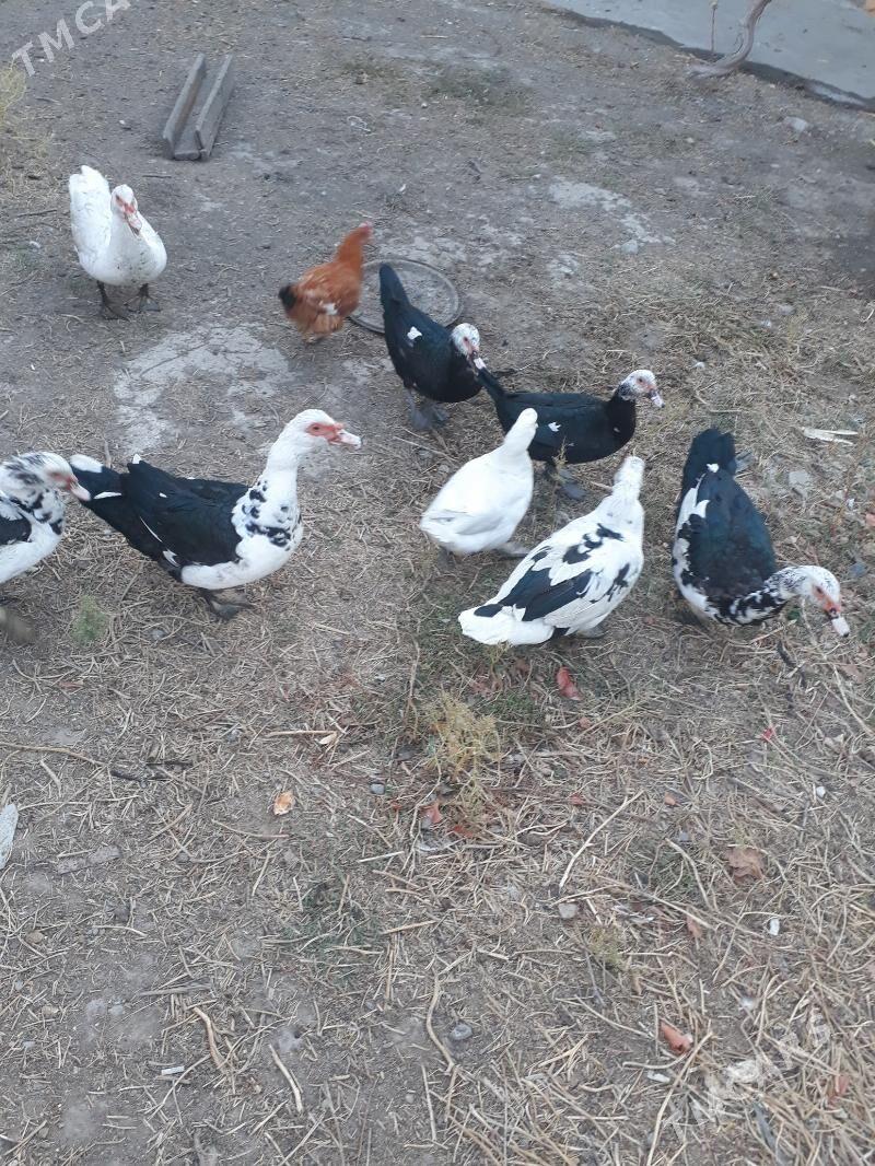 indowutka - Мары - img 5