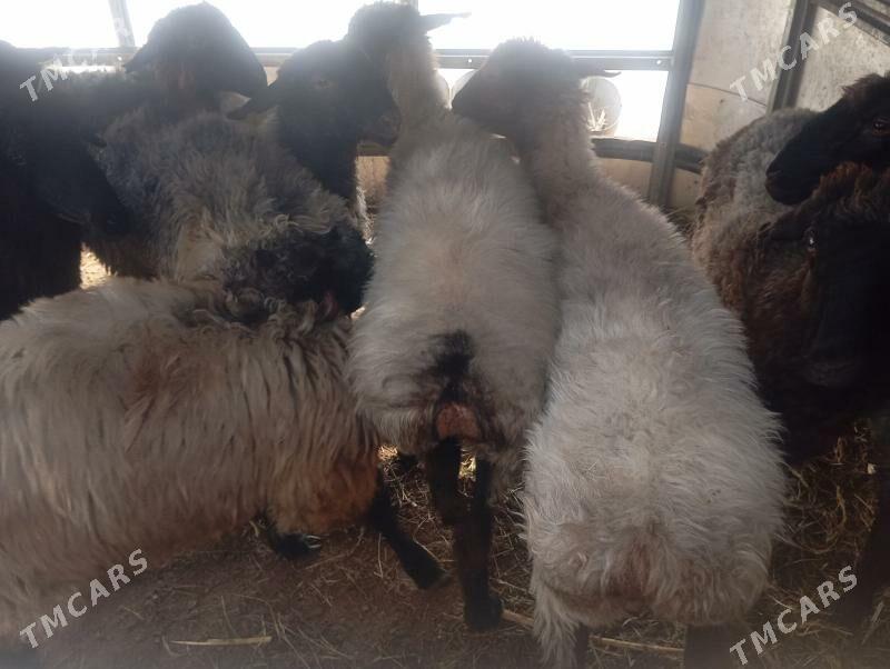 goyun - Aşgabat - img 1