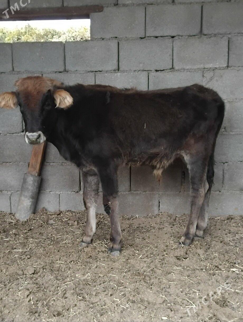 2.ŞWES OKUZ - Бузмеин - img 5