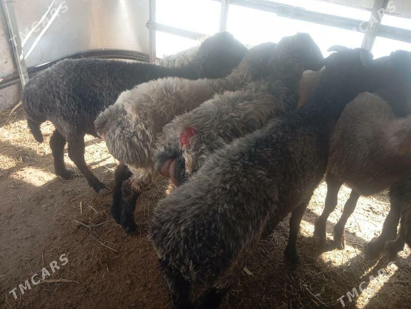 goyun - Aşgabat - img 3