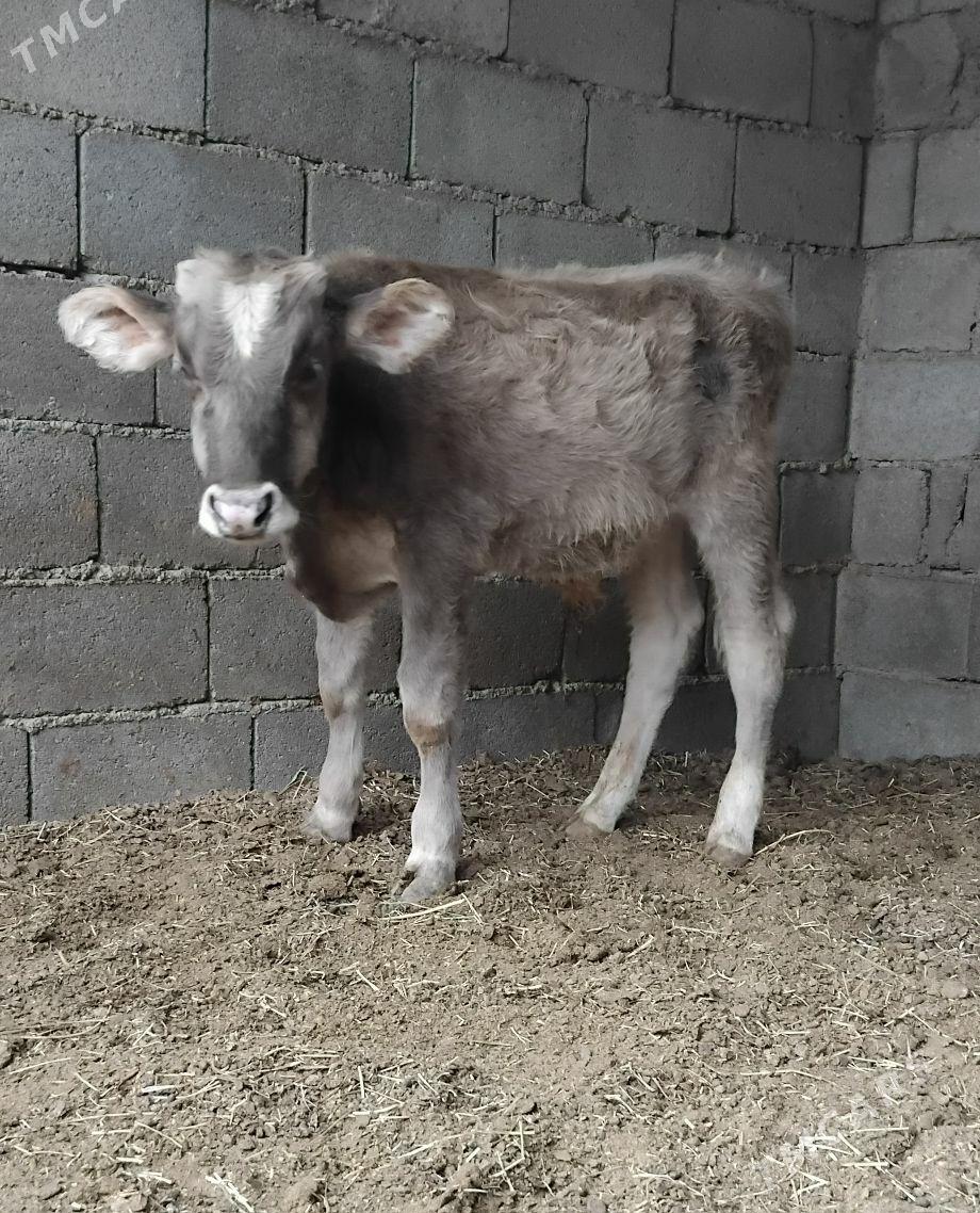 2.ŞWES OKUZ - Бузмеин - img 4