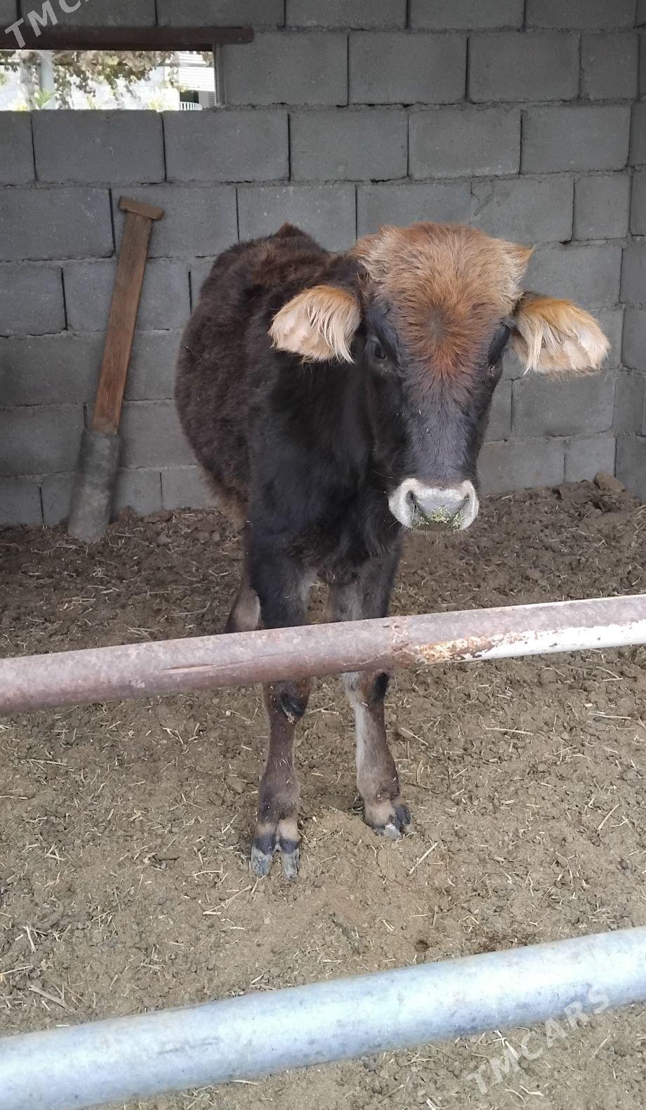 2.ŞWES OKUZ - Бузмеин - img 1