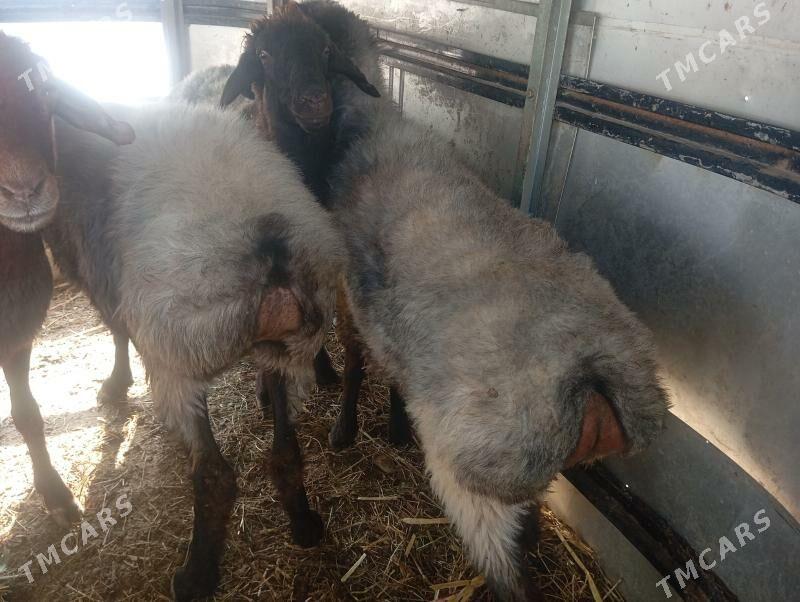 goyun - Aşgabat - img 2